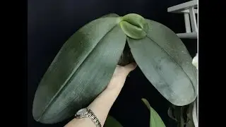 Как быстро растет Phalaenopsis Gigantea ( от Lucke orchideen). Часть 1.
