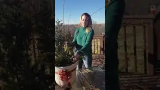 Decorating planters with branches from cz grain. Outdoor fall and winter stick decor