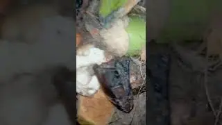Palm weevil farming #agriculture #youthimpact #youthinagriculture #food #nintendo