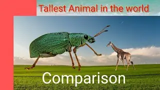Tallest Animal size comparison