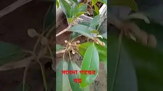 where the mind is without Fear.How to take care of Sapodila Tree.#nature #subscribe