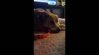 funny dog videos 🐶 Funny Dog Videos 2025 🐕funny pets ❤️ funny dogs #funnypet #dogs #dogshorts #viral