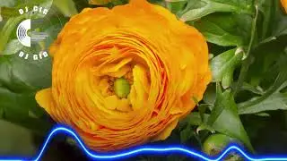 EuroDance Escape Tonight AI Music Relaxing Videos