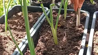 &ldquo;Simple & Efficient! Regrow Green Onions from Kitchen Scraps in a Pot, Even in Small Spaces&rdquo;
