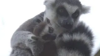 Lemur Conservation at the Trevor Zoo - Short Documentary for my Senior Project at Watkinson.