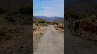 Beautiful Views of Yakbai Hills 😍❤️ #viral #zain #trending #mountains #yakbai #kohesuleman