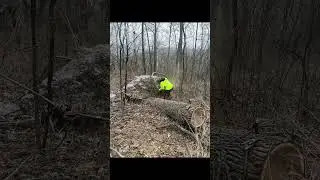 Mother Nature can cost you thousands! #wood #trees #forest #walnut #money #cash