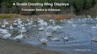 Trumpeter Swans in Arkansas: A dozen dazzling wing displays