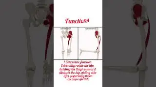 Piriformis #piriformis #piriformissyndrome #muscle #musclefunction #gym #workout #trainer #physio