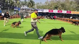 KCI Dog Show Kolkata: Judging the Single Coat GSD Battle. #KCIDogShow #CKCDogShow #KolkataDogShow