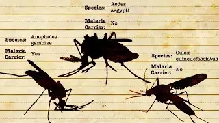 Order Diptera Family Culicidae Mosquitoes