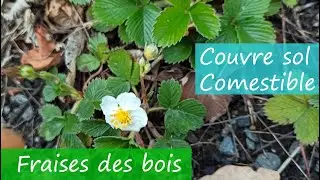 Fraises des Bois, Couvre Sol Comestible