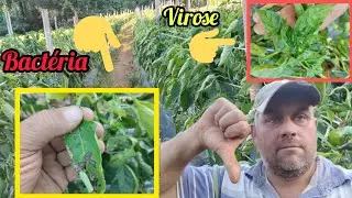 bactéria e virose na roça de 🫑🫑! agora já éra!