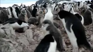 Chinstrap Penguins - Elephant Island