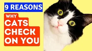 Why Your Cat Always Seems to Be Watching You