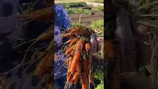 Cove Fort Guide Explains The Use Of This Utah Garden #CoveFort #Garden #VegetableGarden #Utah