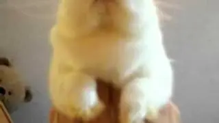 Rabbit ROAR