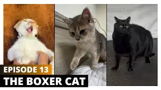 Episode 13: The Boxer Cat 🥊