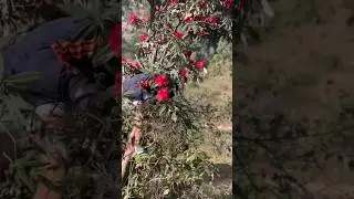 #rhododendron #nepal #bhaktapur #nationalflower #jungle #flowers #redflower #flowermedicine