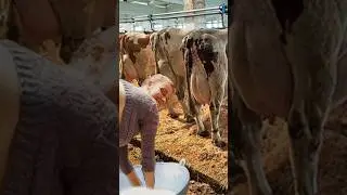 Modern Farming Cow Milking Technology | Amazing Automatic Farming Technology