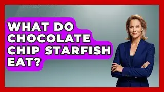What Do Chocolate Chip Starfish Eat? - The Marine Life Explorer