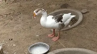 Group of Ducks Eating & Walking 🦆 | Peaceful Duck Moments in Nature