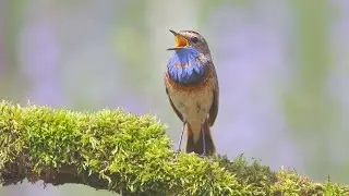 Bluethroat, Luscinia svecica, Синьошийка, Варакушка