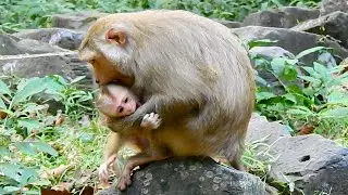 Oops god help! Young mother Joyce became attacking monkey very soon while baby Jovi always request