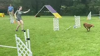 AKC Agility Novice FAST Q, 1st Place, NF Title 5/21/22 - Jersey the Vizsla