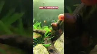 Is Your Nerite Snail Exhibiting This ODD Behaviour Too?