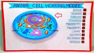 animal cell working model (3d) with lights for science exhibition - simple  easy - diy | craftpiller