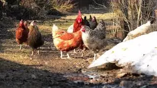 BEST HIGHT BREED EGG 🥚