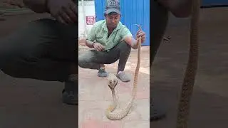 snake rescued in near petrol bunk by Anil ak #video #snakerescue