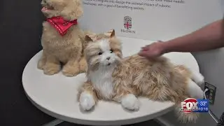 Hasbro, Brown University team up to develop A.I. pets for seniors