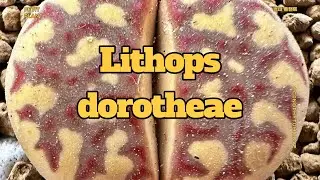 lithops dorotheae ㅣ리톱스 ㅣ多肉植物 ㅣ succulents