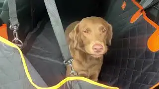 Honest review of Cozy Perch Hard Bottom Car Seat Cover for Dogs,Back Seat Extender for Dogs