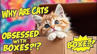 Why Are Cats OBSESSED With Boxes? 🐱📦