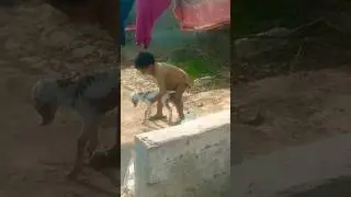 baby#goat#baby#k#sath#khaltay#howay#youtube #youtubeshorts #ytshorts