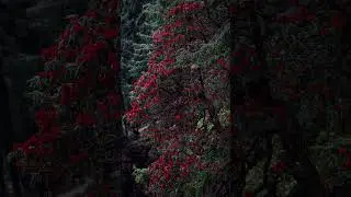 Rhododendron bloom | #trending #bloom #shorts