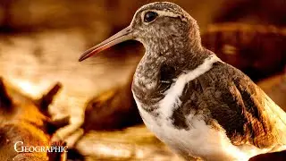 The Search for Australia's Most Mysterious Bird