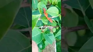 Rarely can be seen | Two insects mating #shorts #insects #viralshorts #shortsfeed