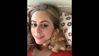 super chats, chatons 😍😍🥺🥺 tr&egrave;s mignons, compilation 2022 || KLM37 Officiel