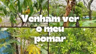 Rotina do dia,pomar simples mas  com muitas frutas 🍊🍑🍌