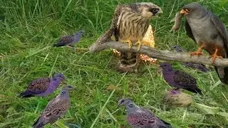 Traditional Bird Trapping in Cambodia | How to install bird trap easy in my village