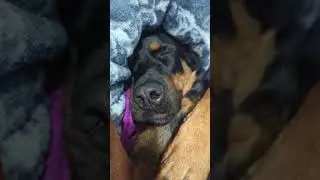 Deep in slumber and snoring  #dog #review #love #youtube #story #home  #friend #world #money #happy