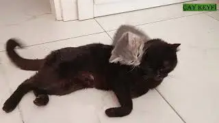 ANNESİNE SAL&Ccedil;A OLAN ZIPIR KEDİ 😍