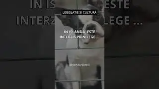 Legislația privind c&acirc;inii &icirc;n Islanda #curiozitati  | vreausastii