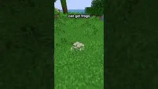 The BEST Mangrove Swamp Seed In Minecraft!