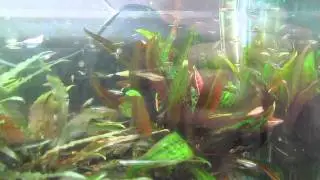 Vietnamese Minnow (Tanichthys micagemmae)