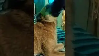 #comedy #funny #pets dog's